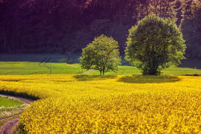 Exploring the Growing Demand for Skilled Workers in Turkey’s Agriculture Sector